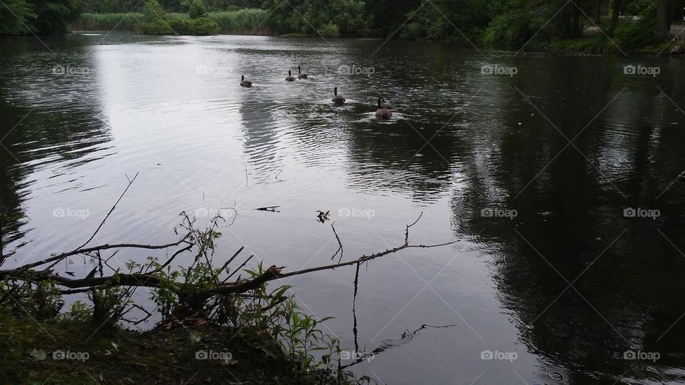 Water, River, Lake, Reflection, Pool