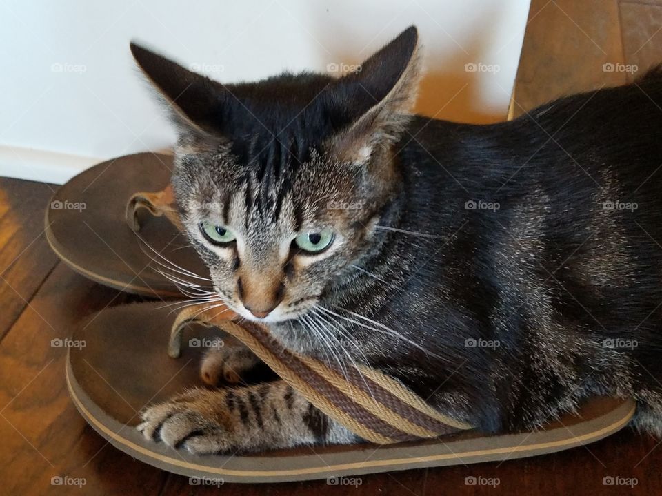 Kitten sitting on sandals