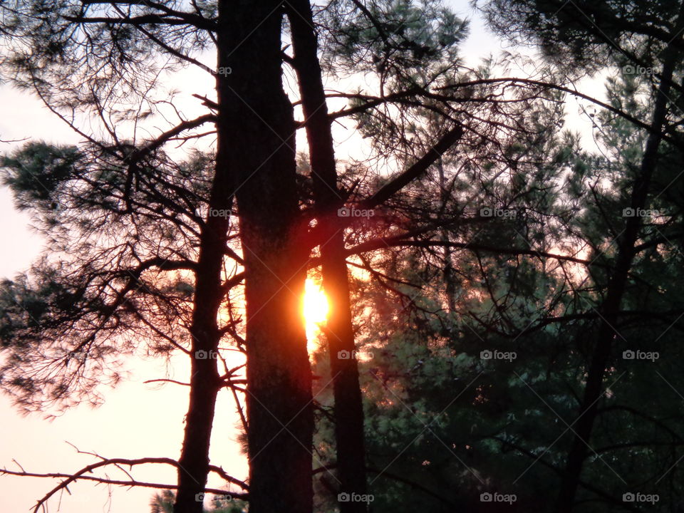 tree background sunset