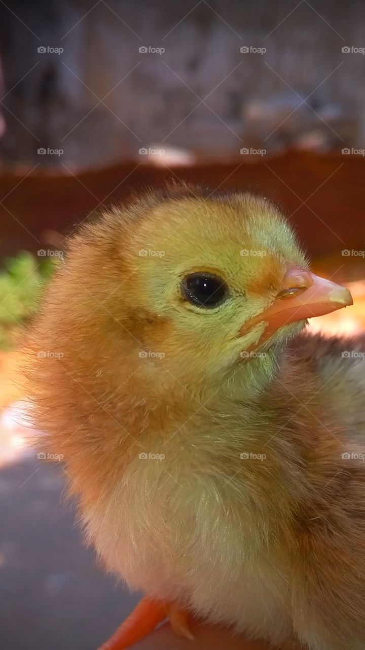 cute chick