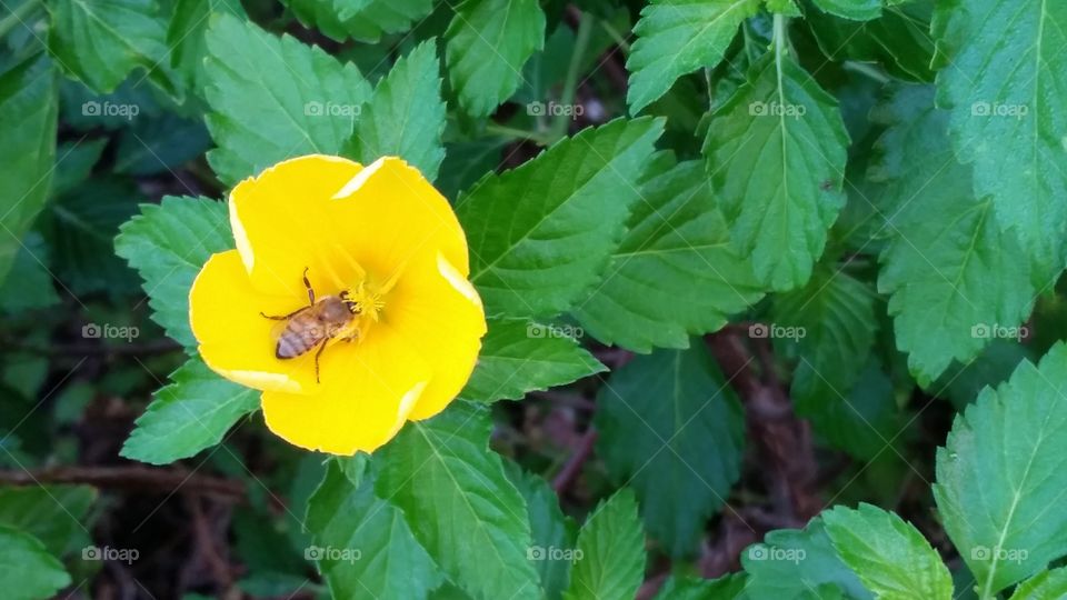 Bee and Yellow Bloom