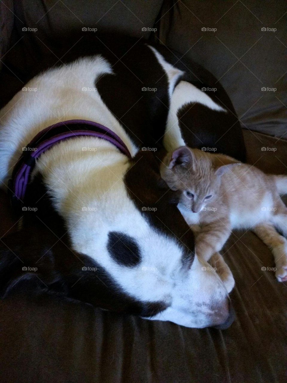dog with kitten