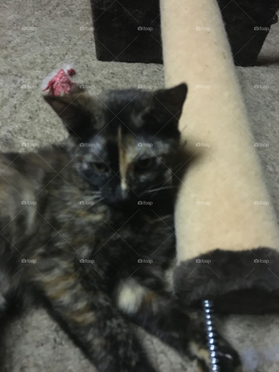 Reese's plotting next move.