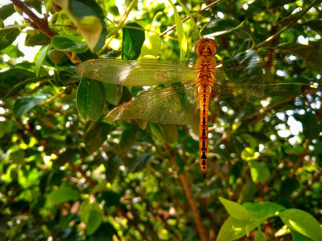 Dragonfly