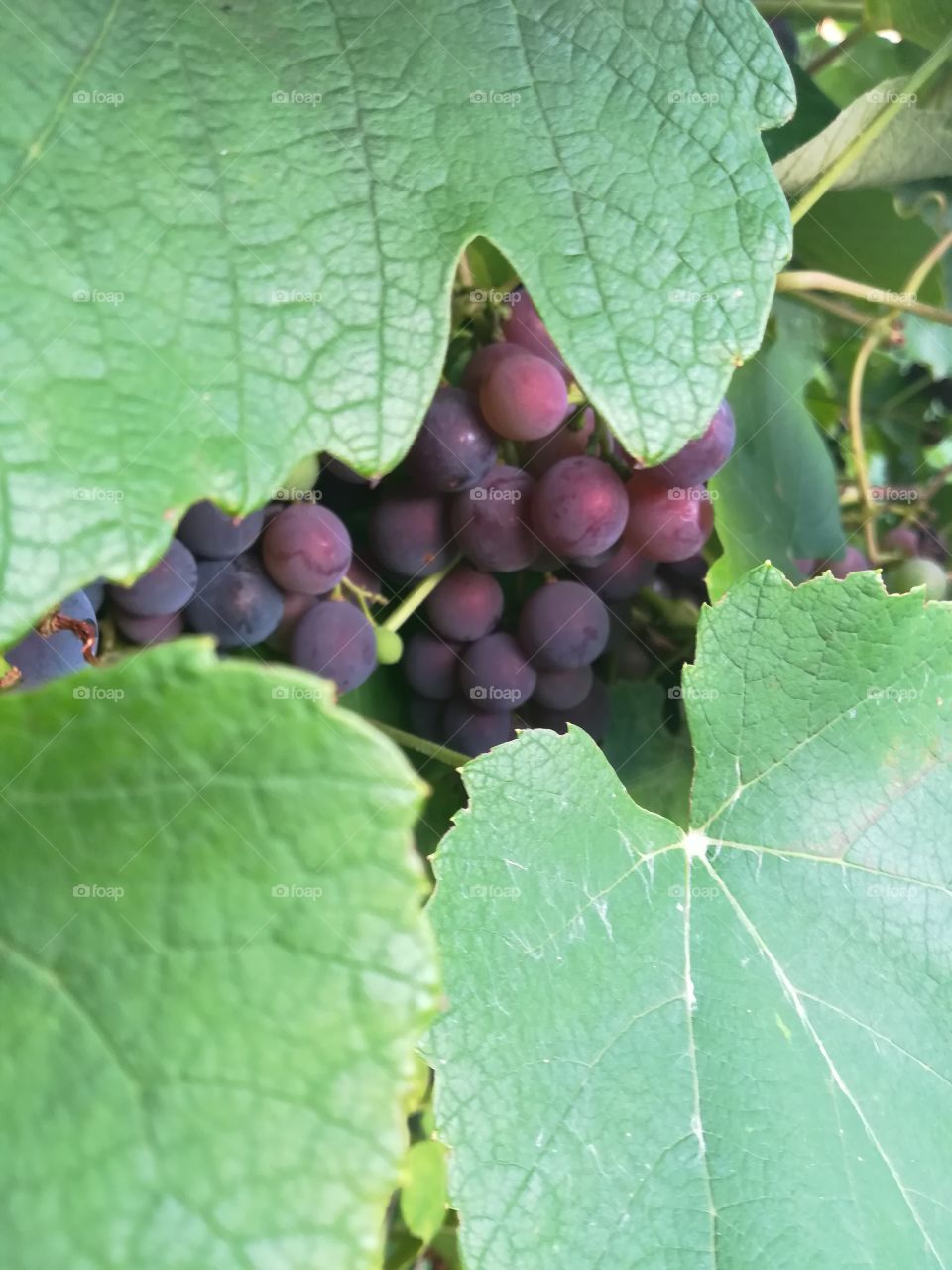 Grapes