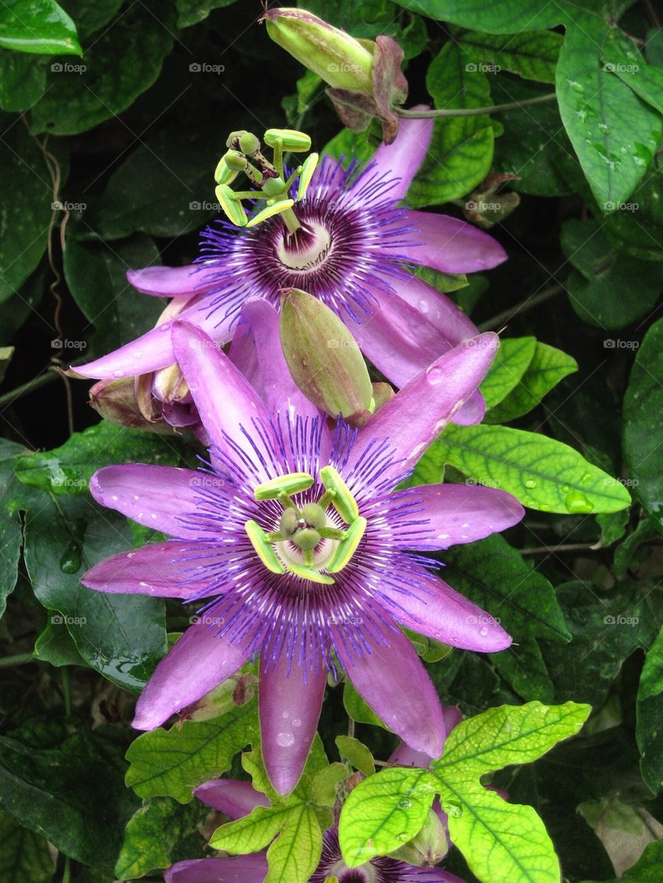 Passiflora