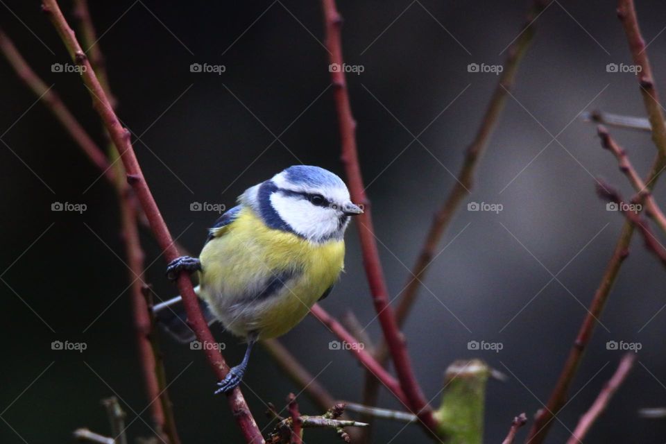 the blue tit in the branches