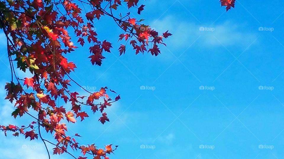 Color stories red...Simple blue skies with red leaves as an accent.