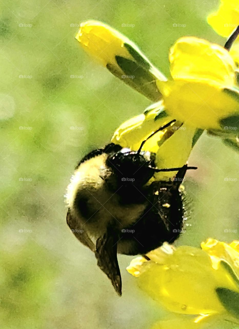 Bumble Bee