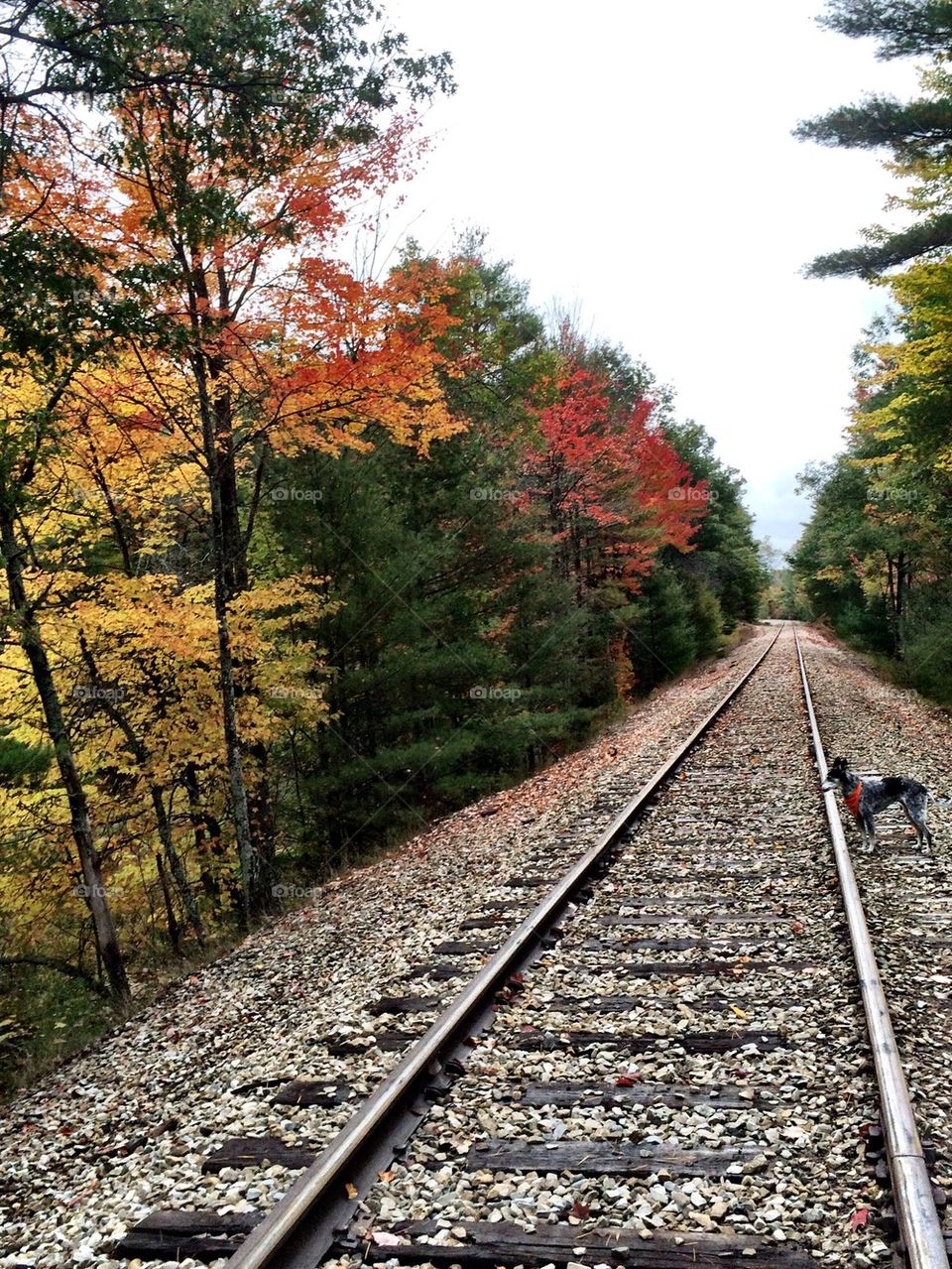 Delainey on the tracks