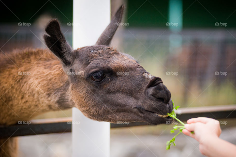 In a menagerie, a girl feeds grass with a llama