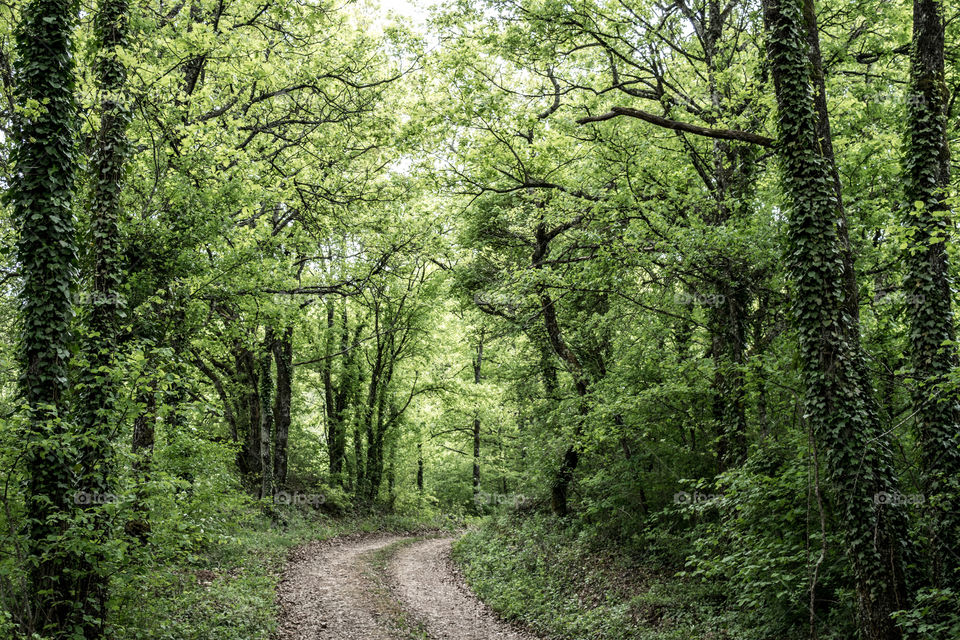 Forest road in