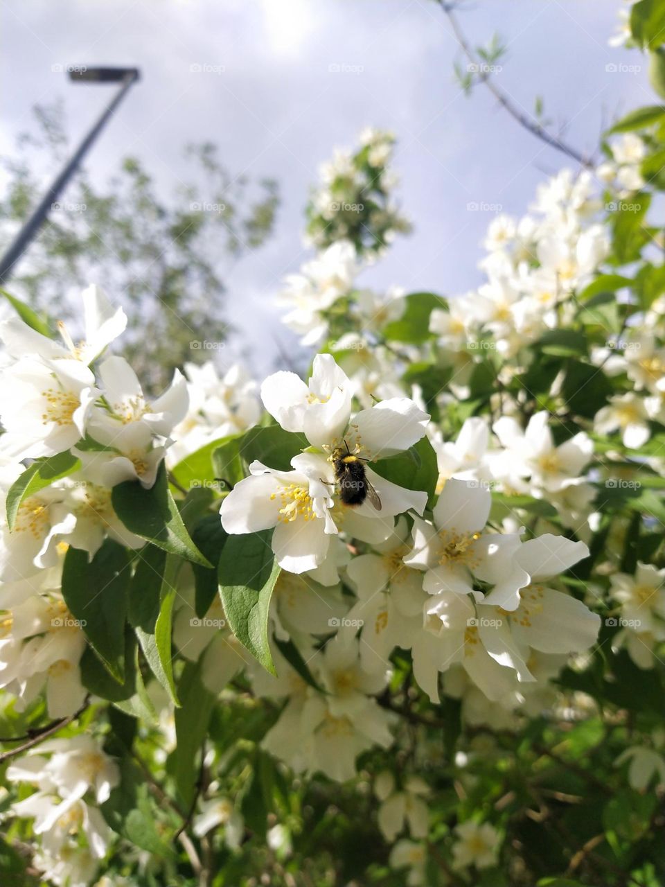 Beautiful summer flowers on a sunny day