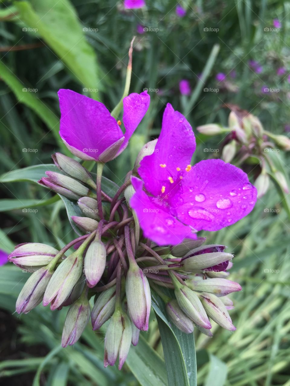 Rain covered purple flower. 
