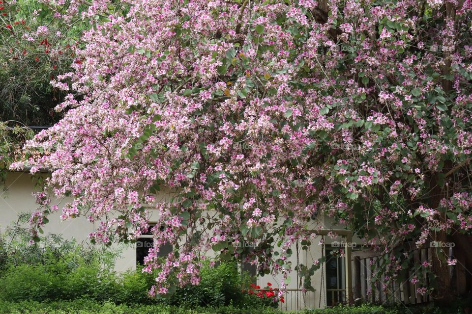 Blooming tree in front of an house