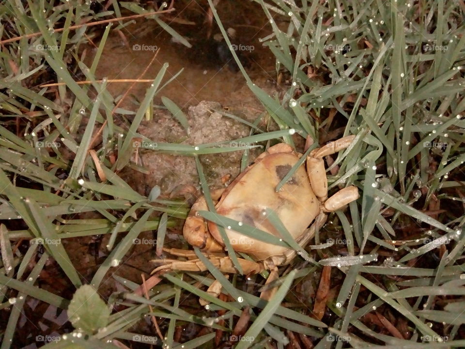 death crab