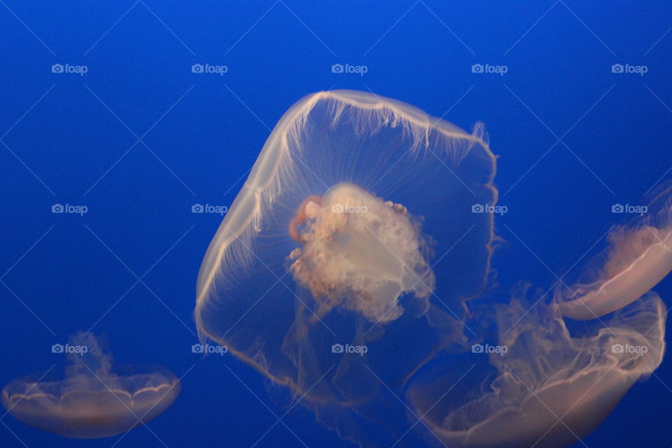 More jellyfish