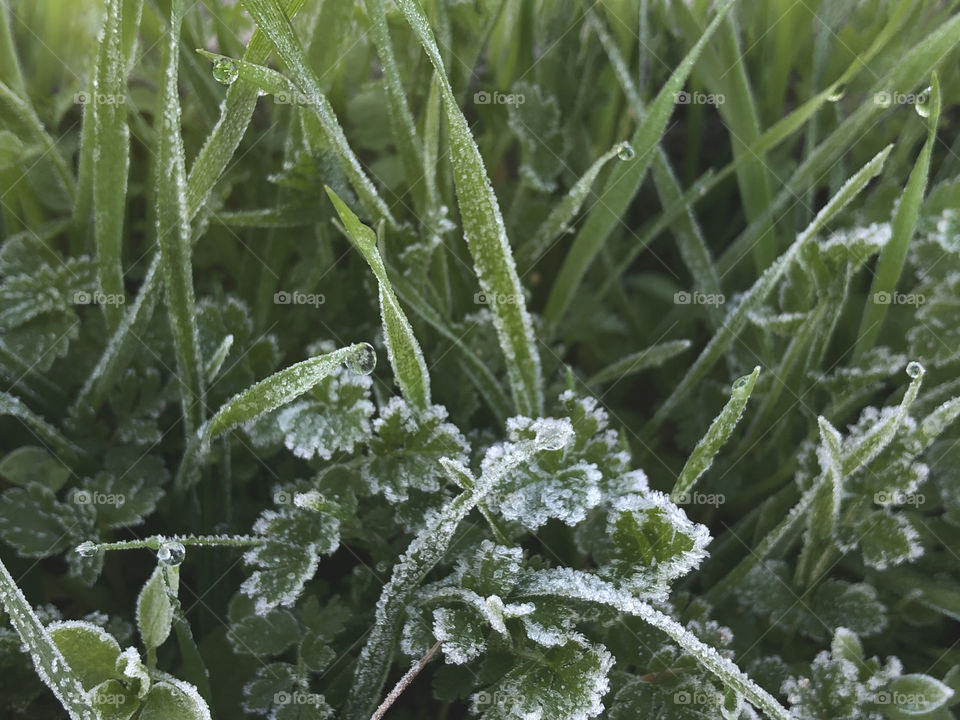 frozen grass by morning frost