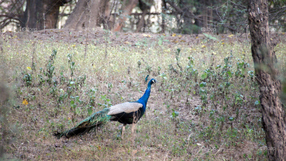 Peacock - the national bird of India - beautiful, delicate, visible quite often and colourful.