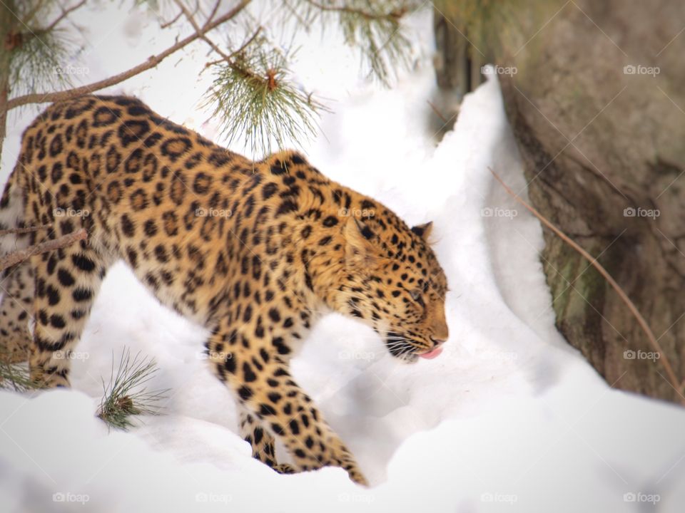 Leopard in Snow
