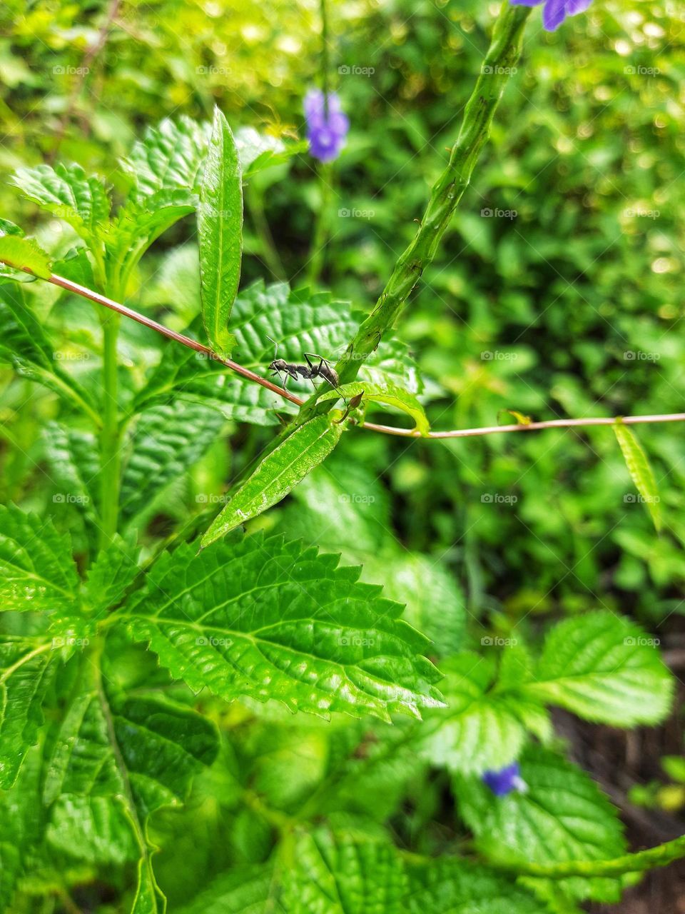 A little ant going up a tree in search of food on a cold morning