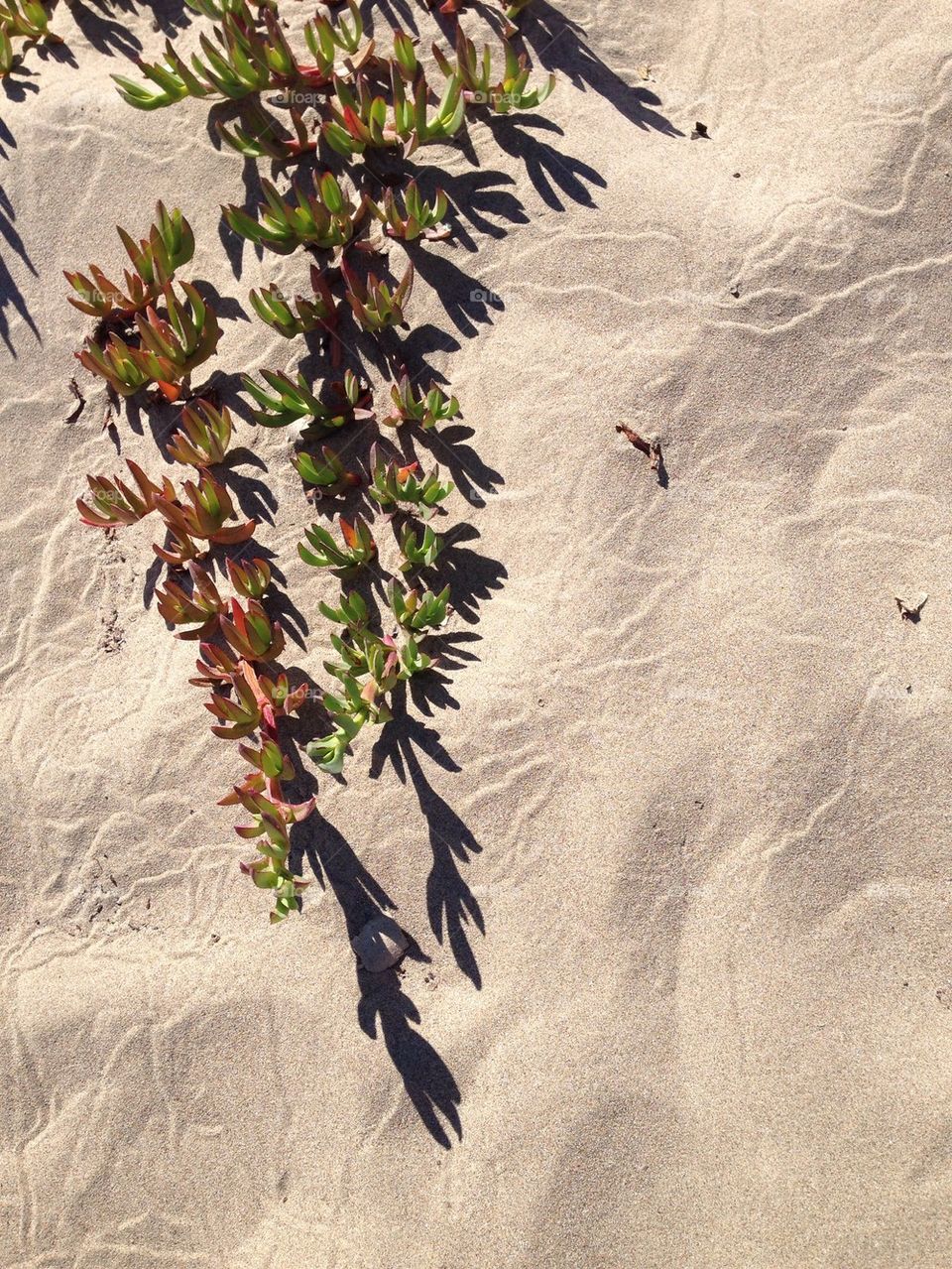 Dune Diversity