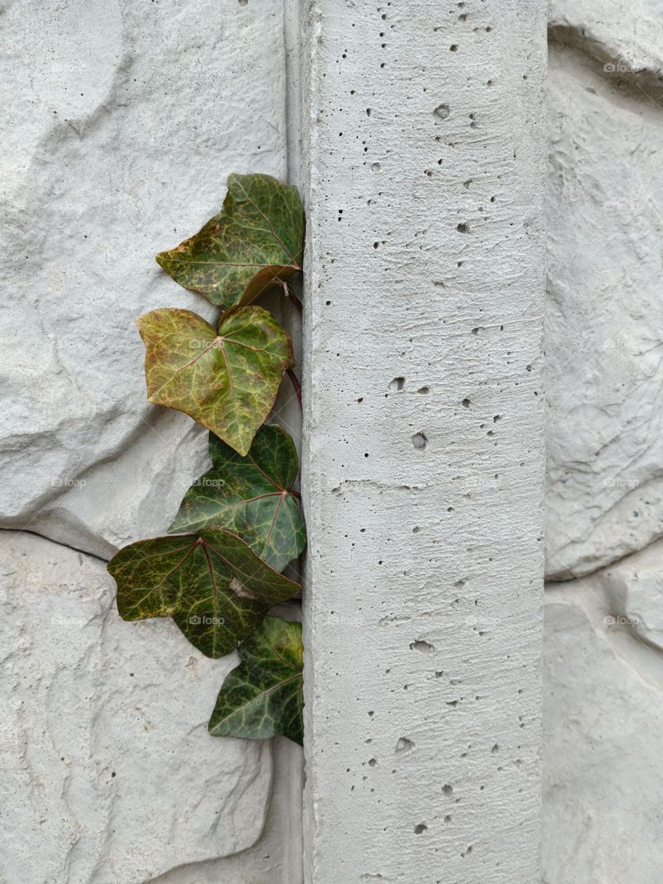 green plant leaves on concrete wall