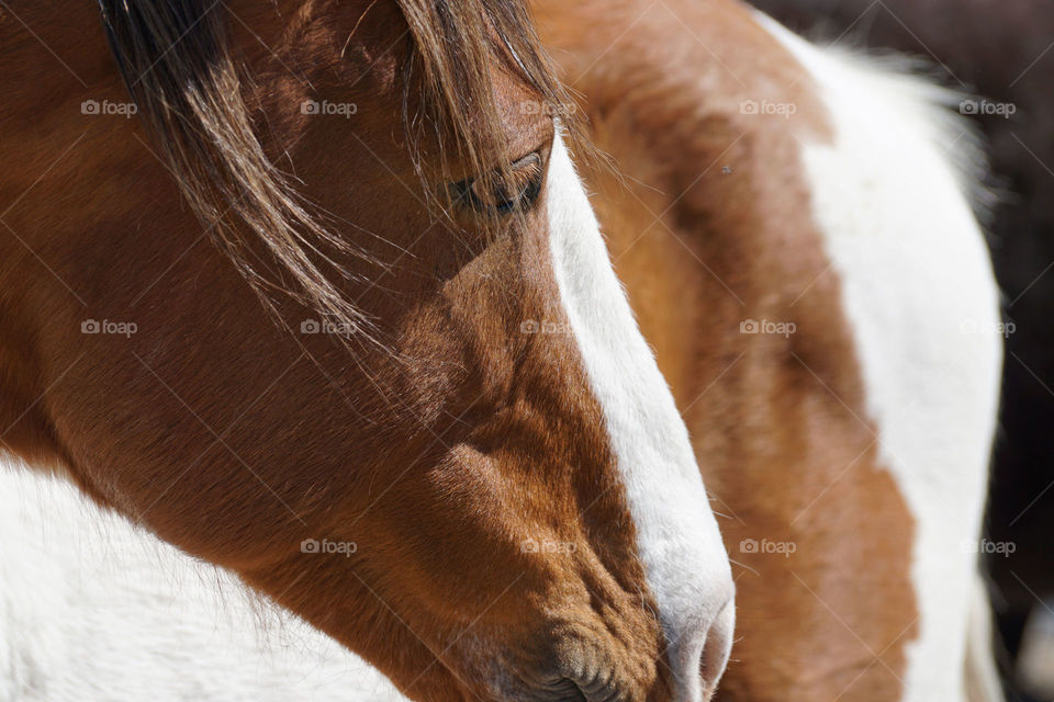 Extreme close-up of horse