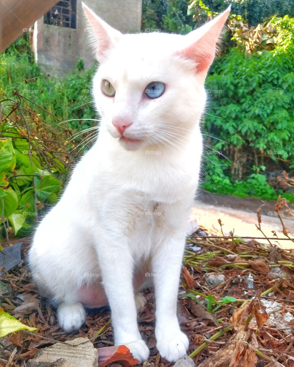 gato branco