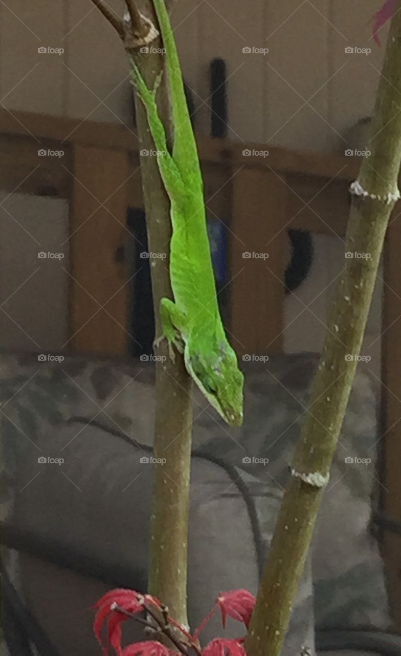 Closeup of Bright green lizard on branch of our Japanese maple in yard. 