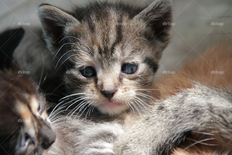 Close-up of cats