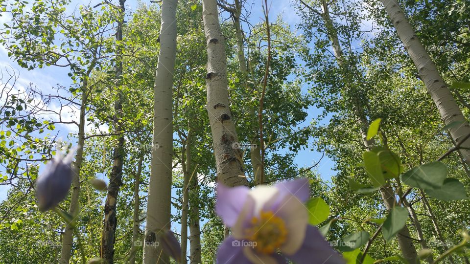 Columbine in an Aspen grove