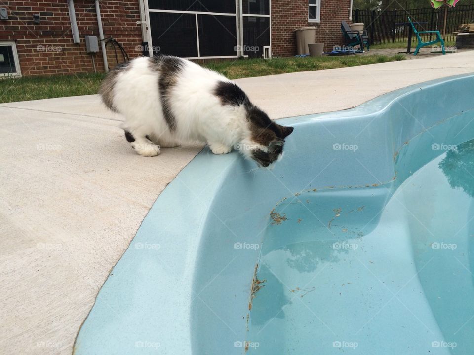 Pool cat