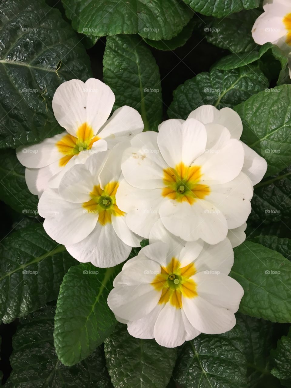 White and yellow flowers
