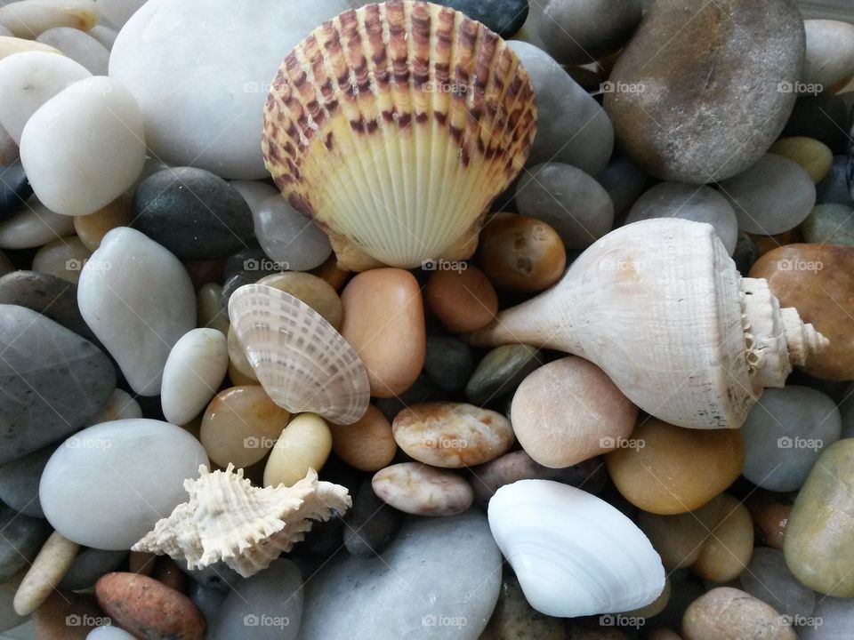 Shells and stones
