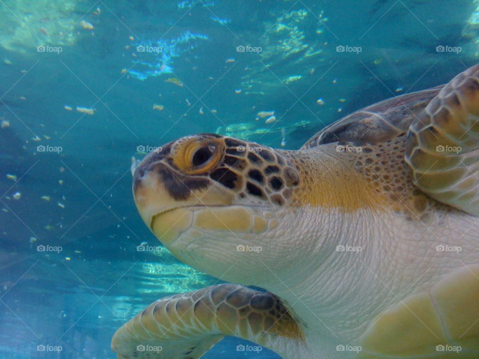 Sea turtle swimming at Mote 