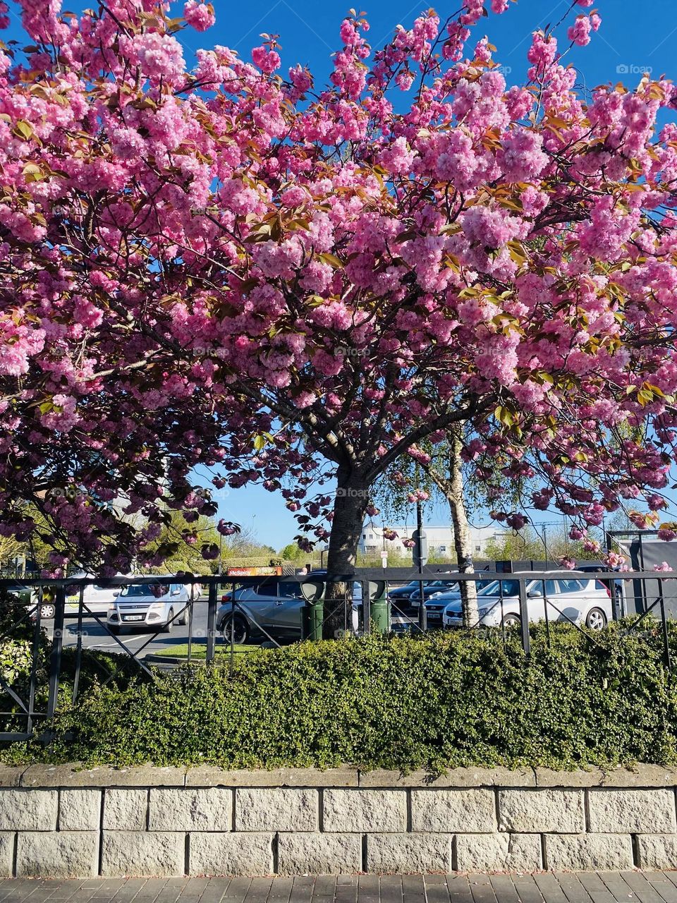 Pink blossoms on carpark