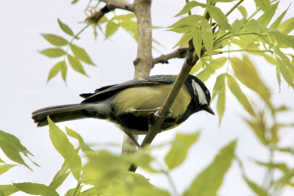 Tit on the branch 
