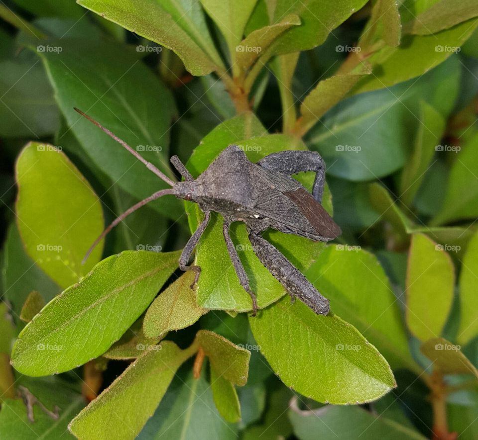 leaf footed bug