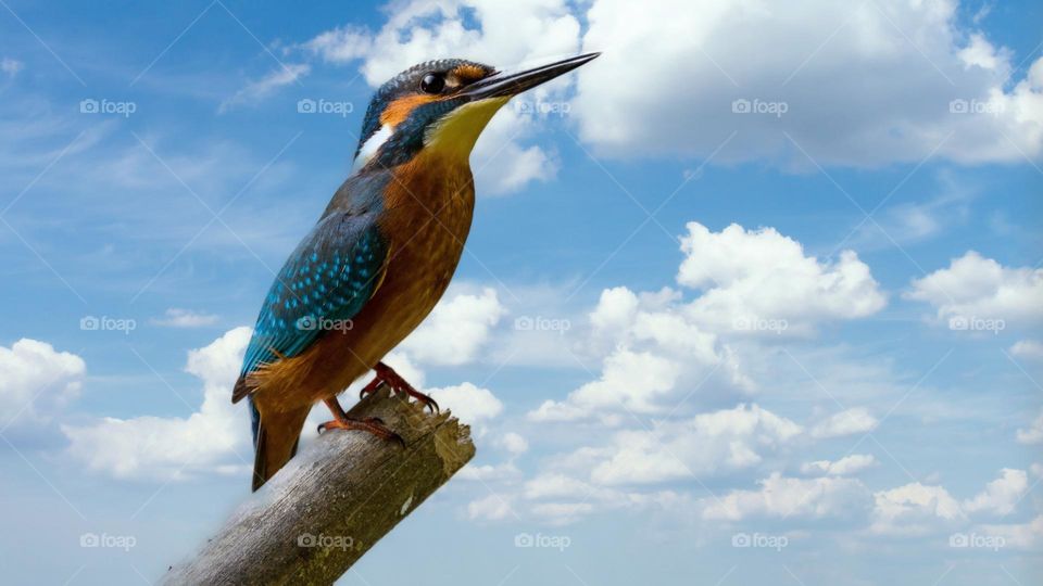 Beautiful and colourful bird