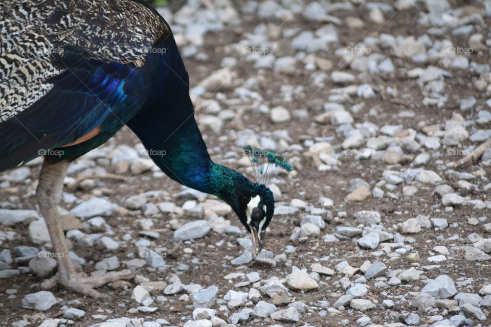 Peacock