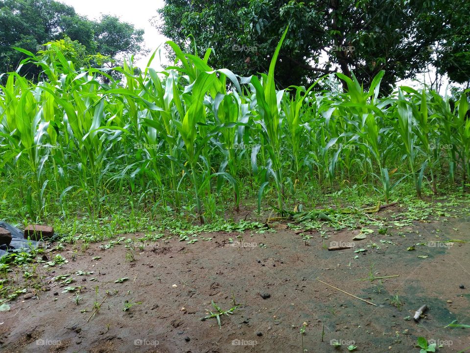 maize agriculture