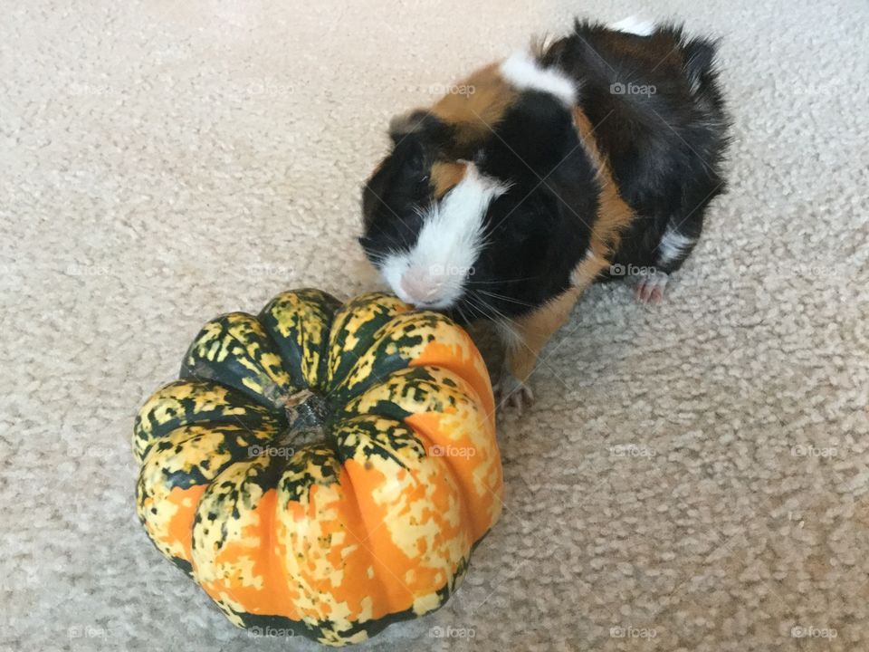 Playful guinea pig with pumpkin 