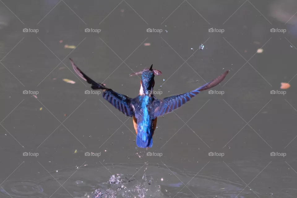 fishing bird flying