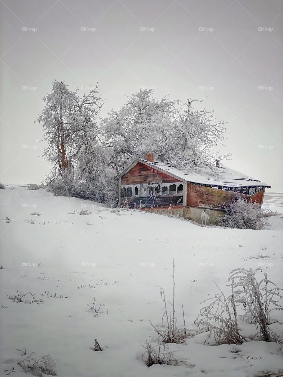 Winter image of abandon farm building surrounded by snow and trees covered by an early morning frost. Rural Eastern Washington farm country.