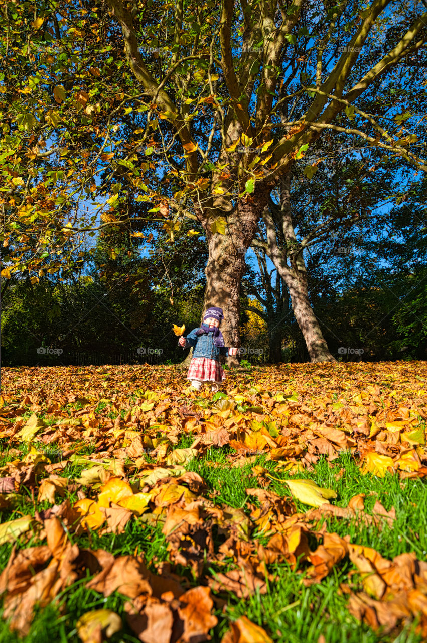 Little girl playing in autumn park with acer tree leaves.
