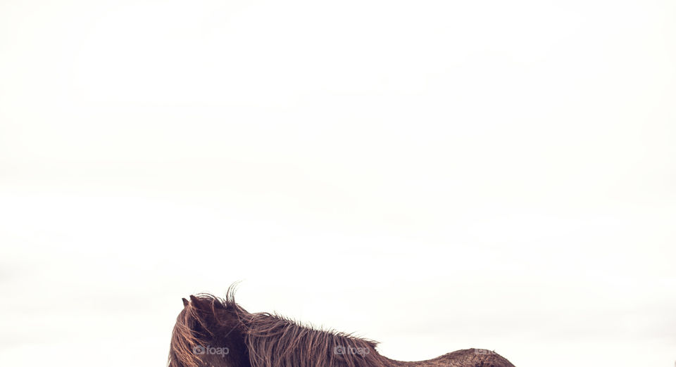 Horse minimal photograph