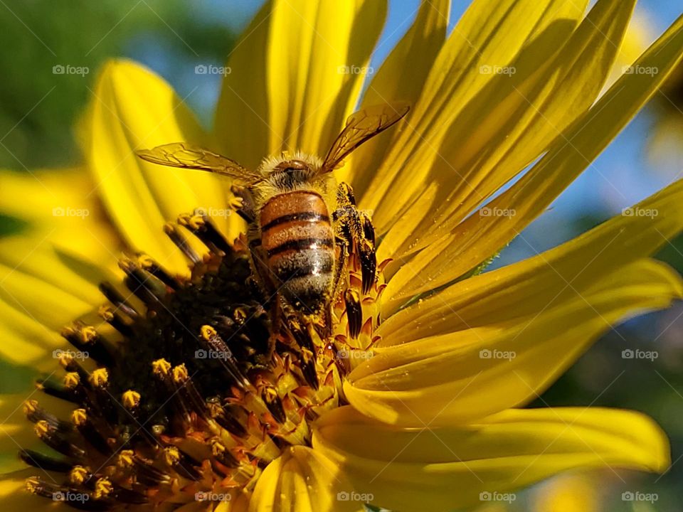 A western honeybee pollinating  a wild sunflower.