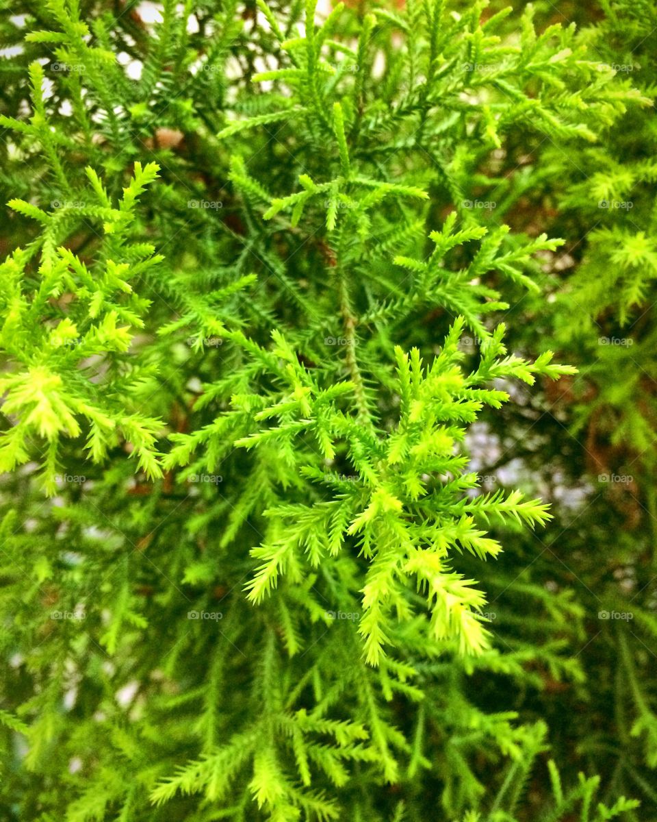 Green leaves closeup