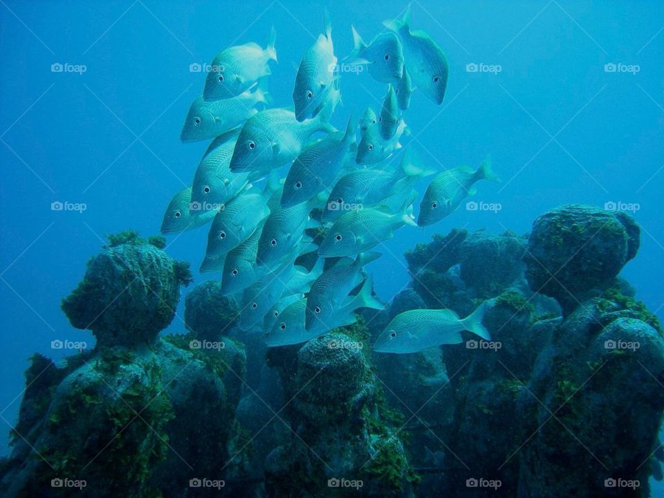 landscape ocean blue fish by christofferv